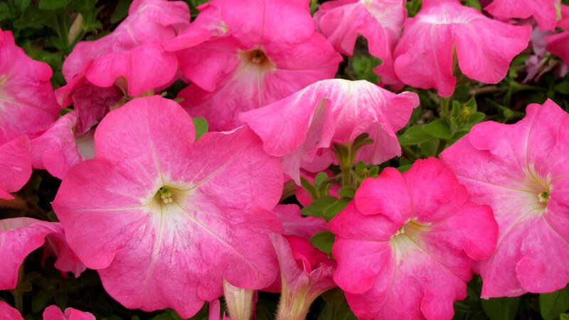 Pink Petunia Flowers — Vibrant, Summer, Photograph