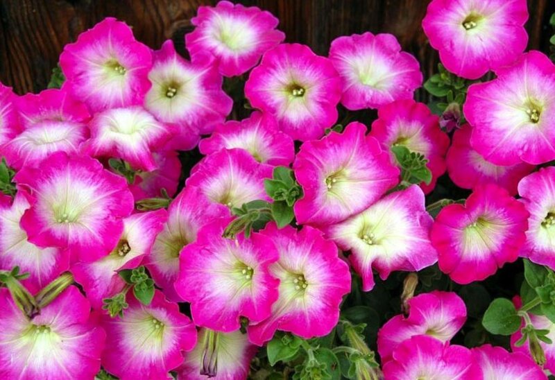 Pink Petunia Flowers — Vibrant, Summer