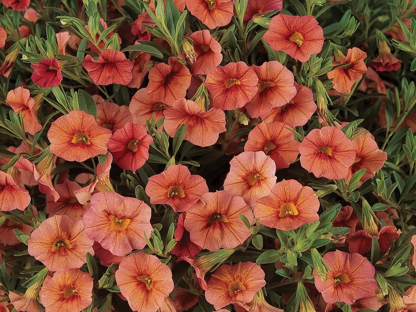 pink petunia flowers