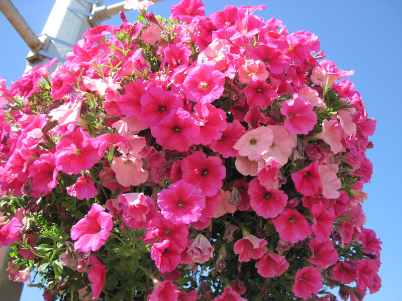 Pink Petunia Hanging Basket — Bright