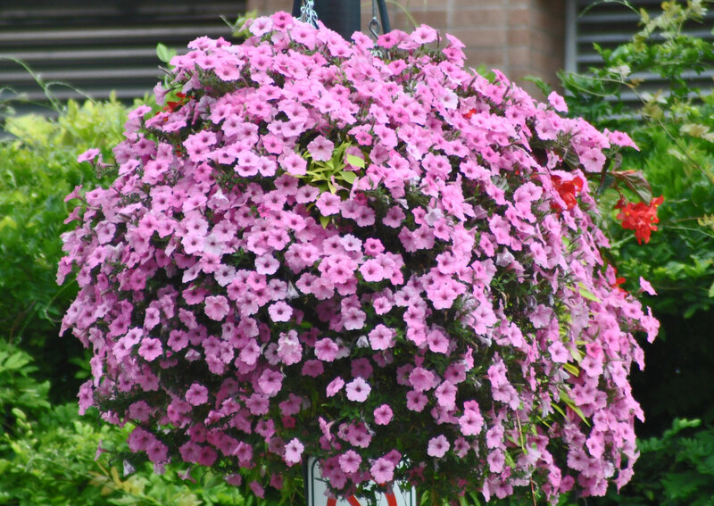 Pink Petunia Hanging Basket — Calm