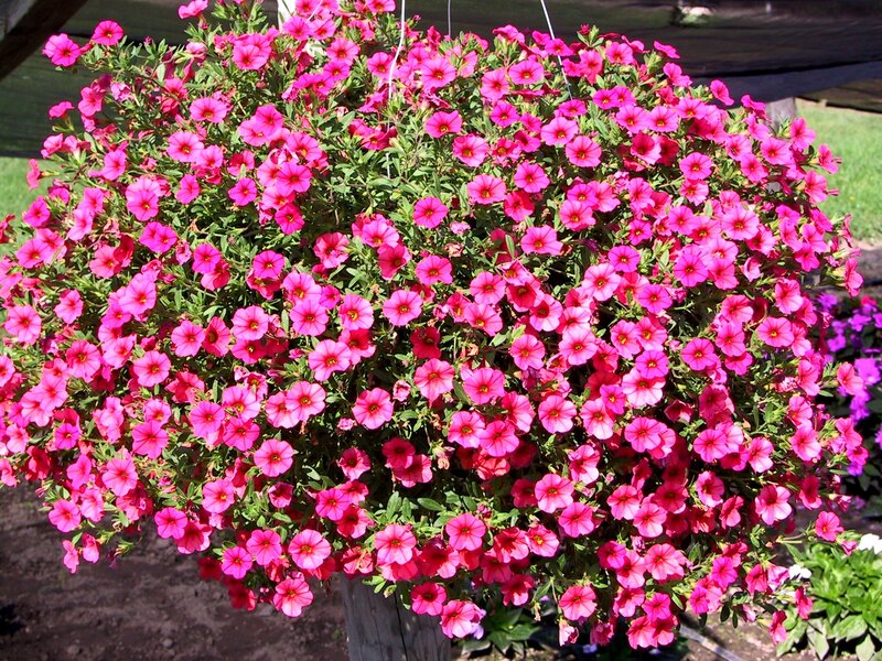 Pink Petunia Hanging Basket