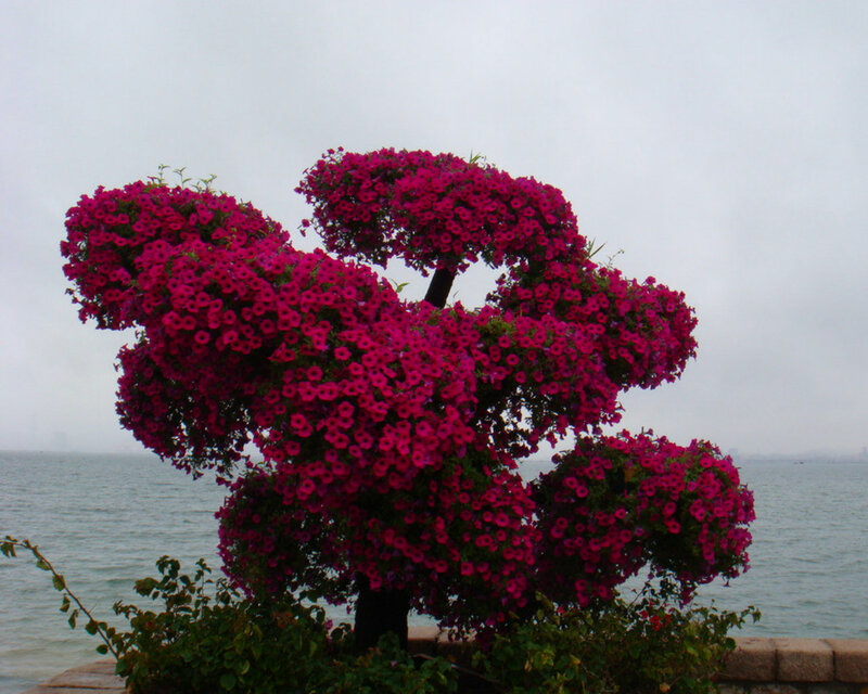 Pink Petunia Topiary