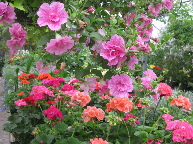 Pink Petunias and Geraniums