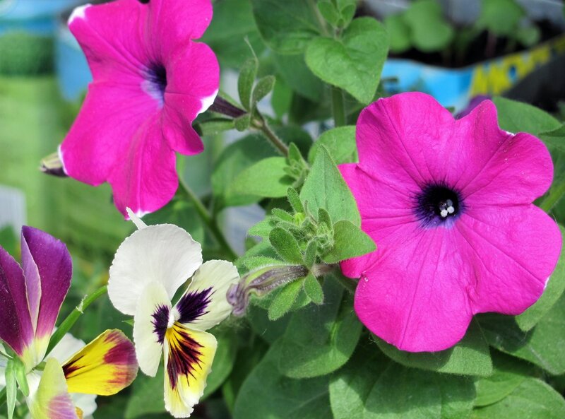 Pink petunias and pansies
