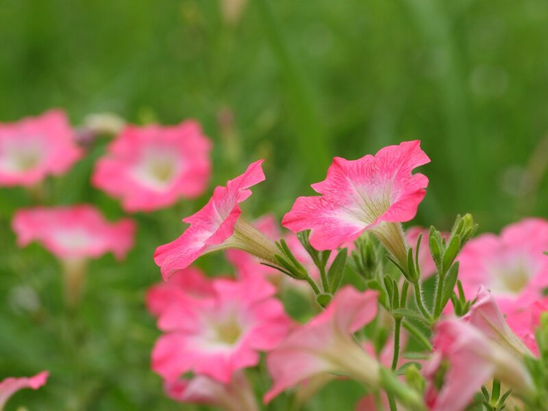 Pink petunias in a garden