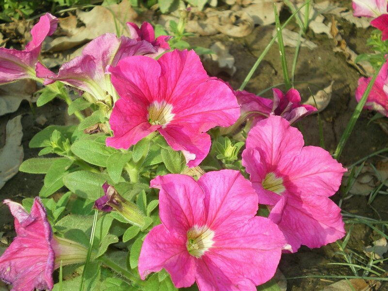 Pink petunias in a garden