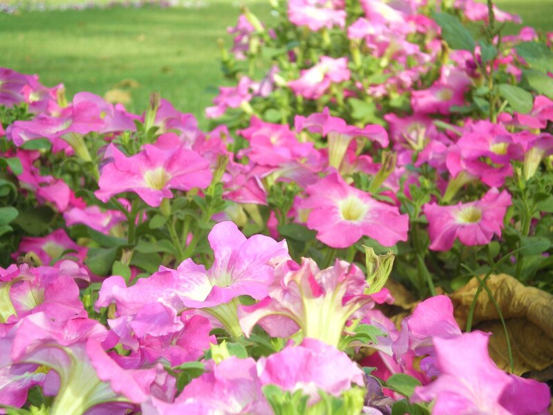 Pink petunias in a garden