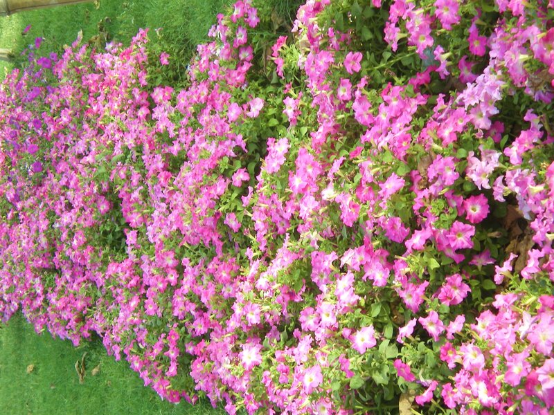 Pink petunias in a garden