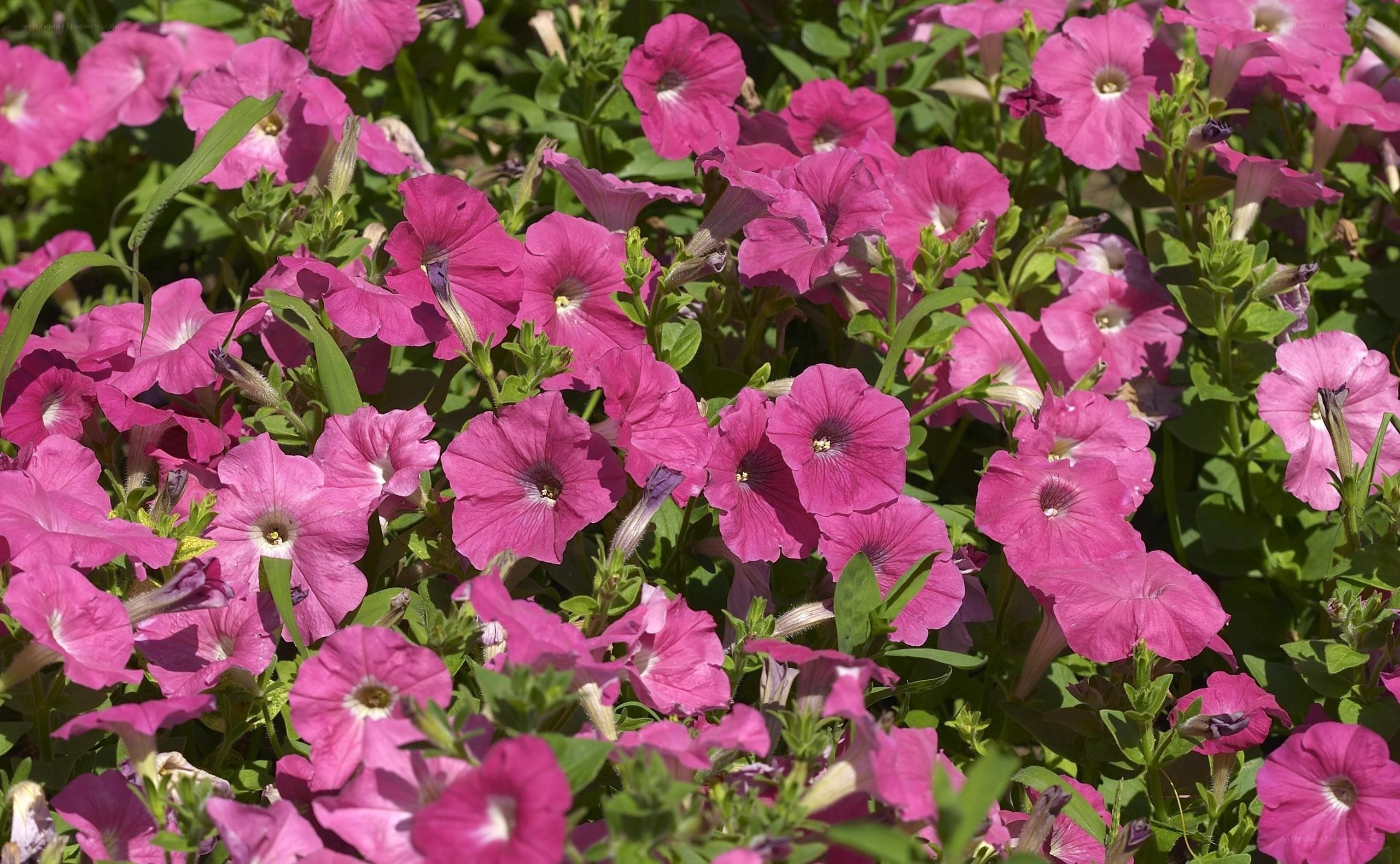 Pink petunias in a garden