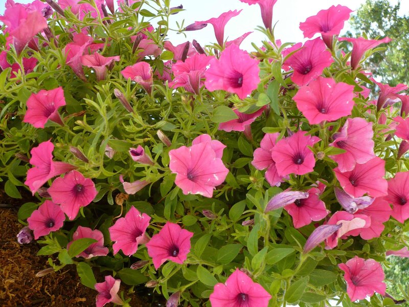 pink petunias in a hanging basket