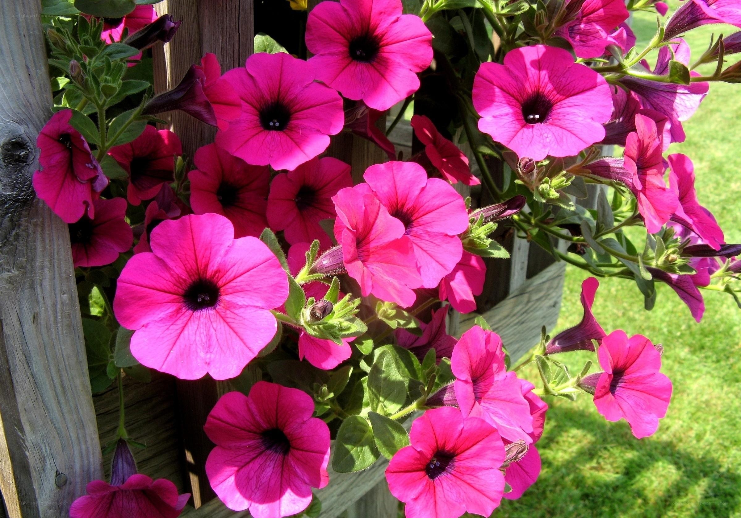 Pink petunias in a hanging basket