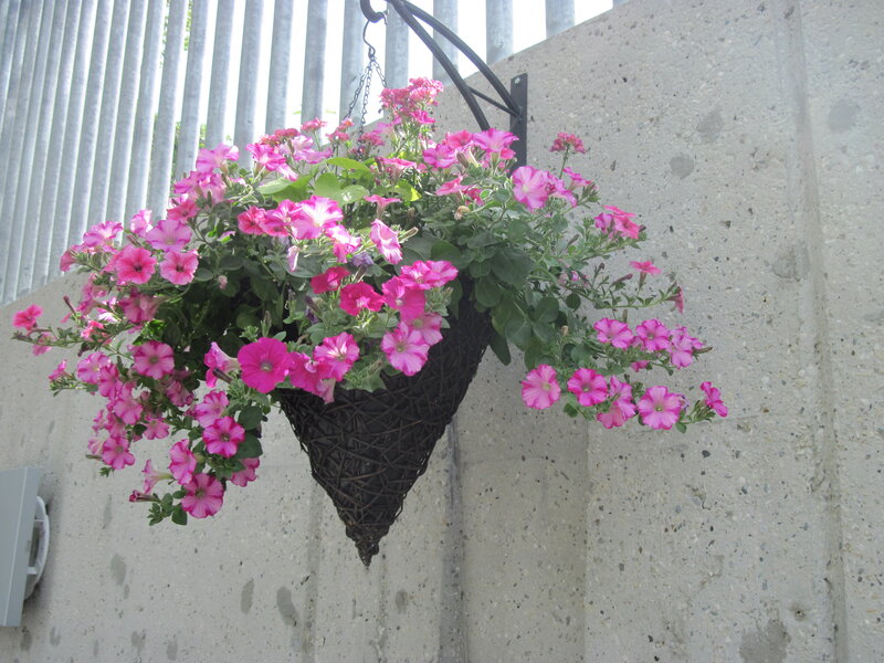 Pink Petunias in Basket — Calm