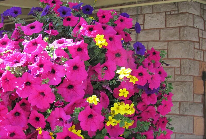 Pink Petunias in Basket
