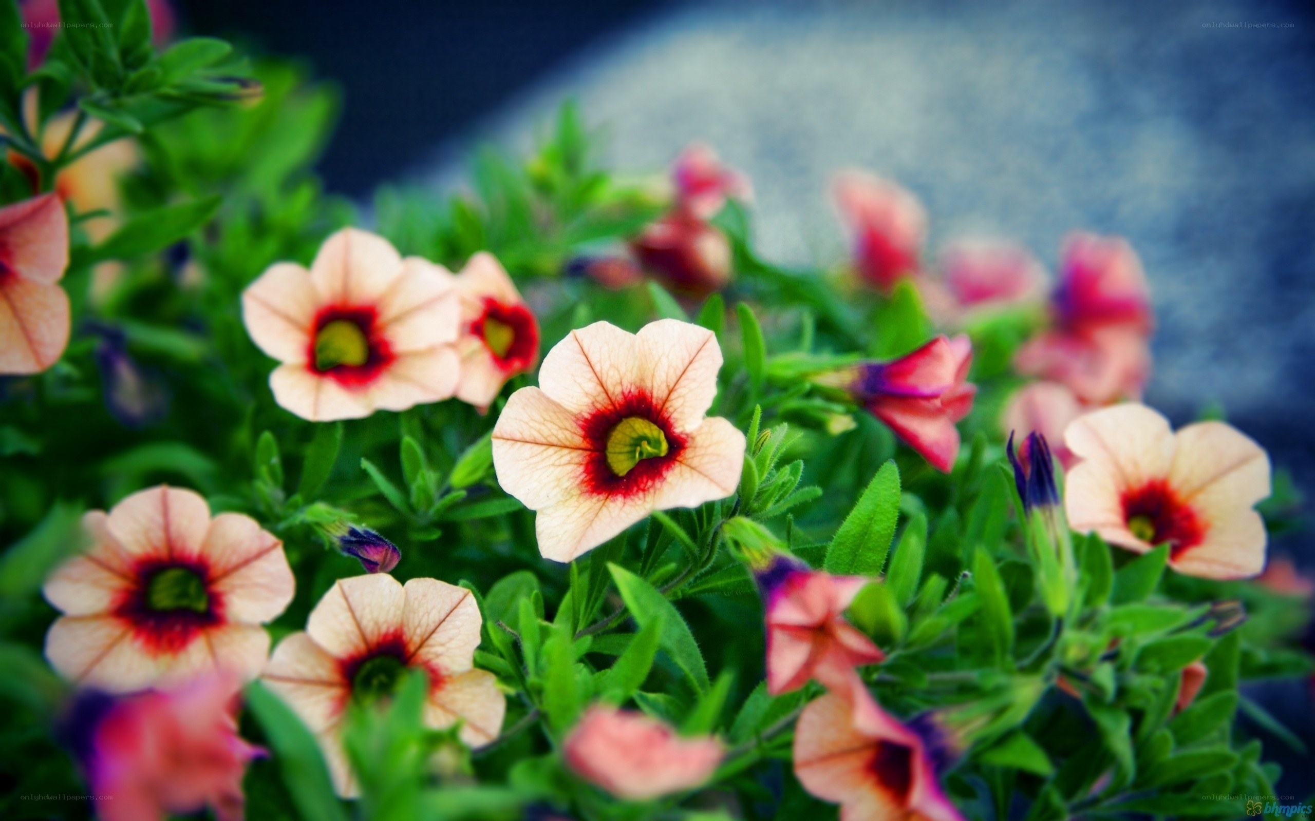 Pink petunias in bloom