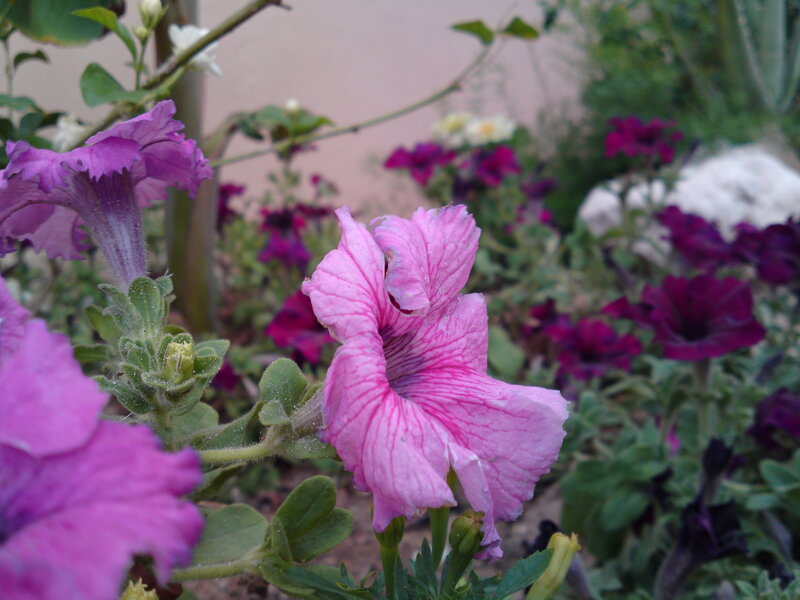 pink petunias in garden