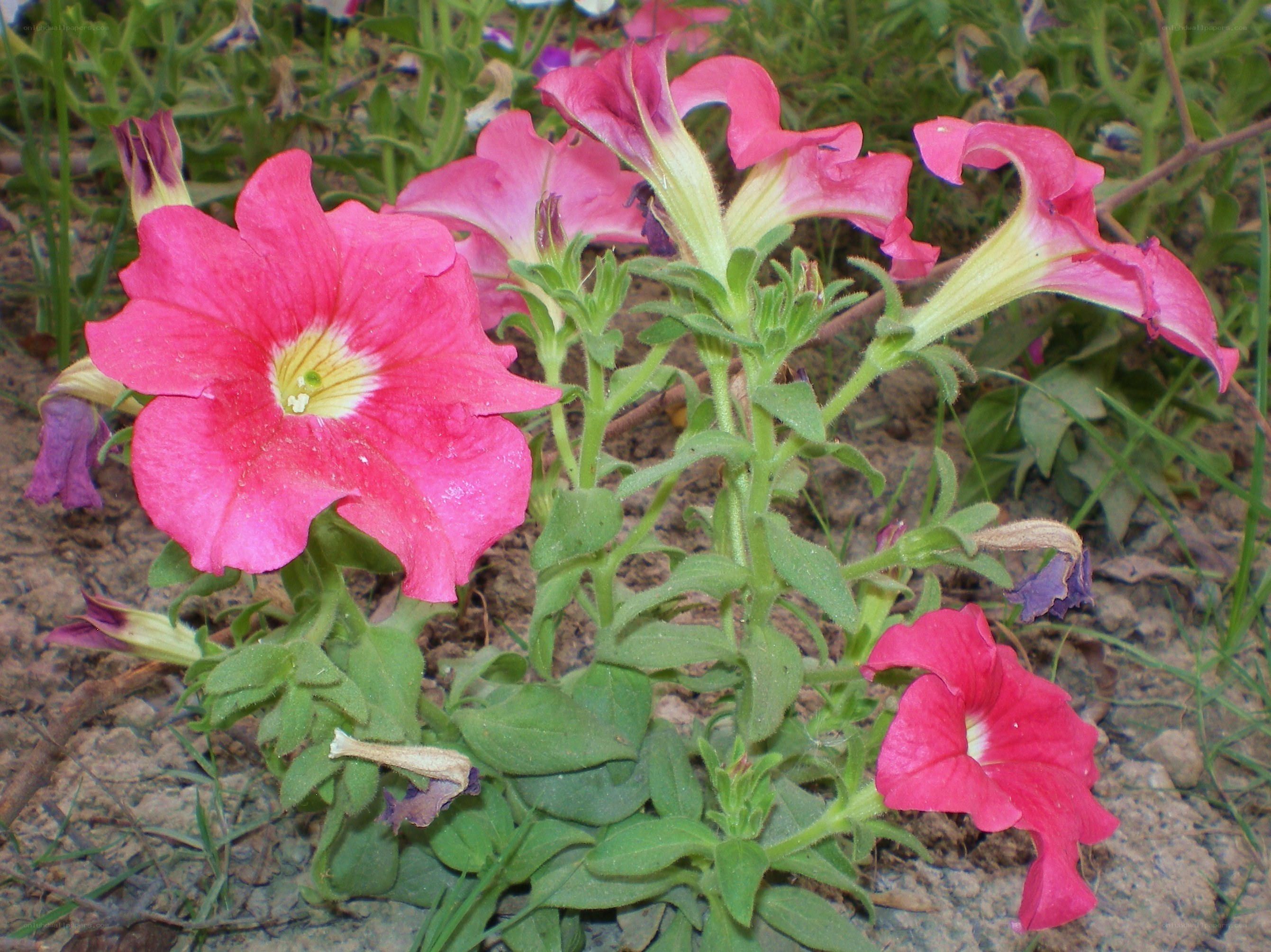 pink petunias in garden