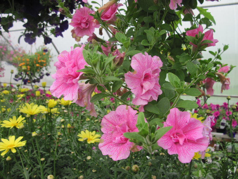 Pink Petunias in Greenhouse