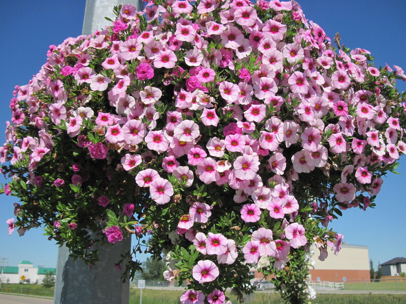 Pink Petunias in Hanging Basket — Bright