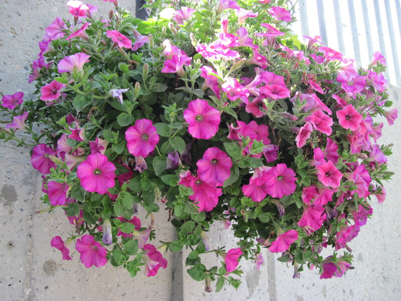 Pink Petunias in Hanging Basket — Calm, Afternoon
