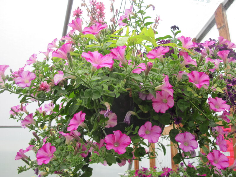 Pink Petunias in Hanging Basket — Calm, Photograph
