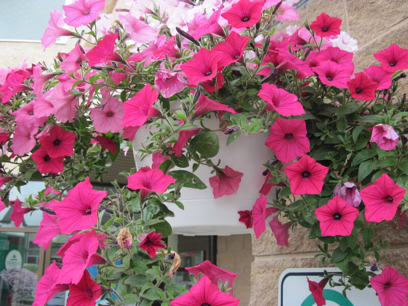 Pink Petunias in Hanging Basket — Calm
