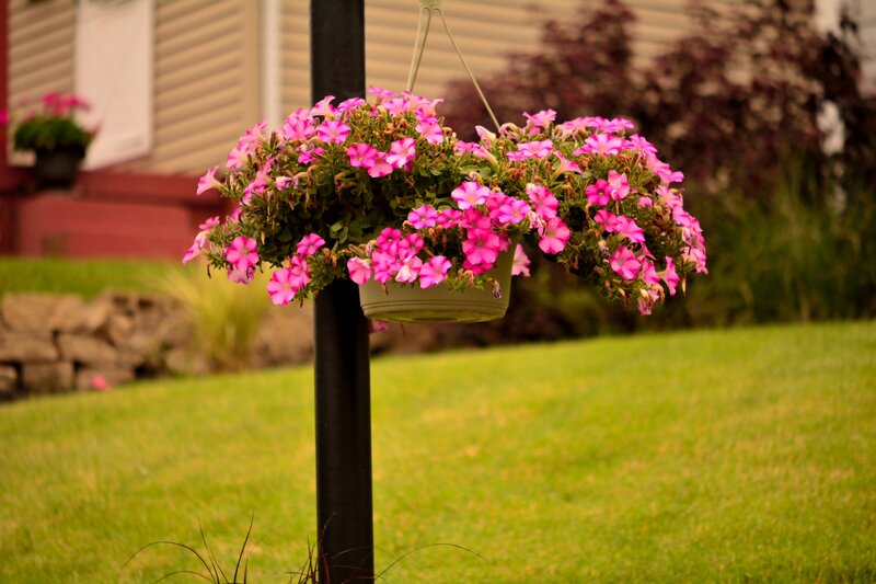 Pink Petunias in Hanging Basket — Green