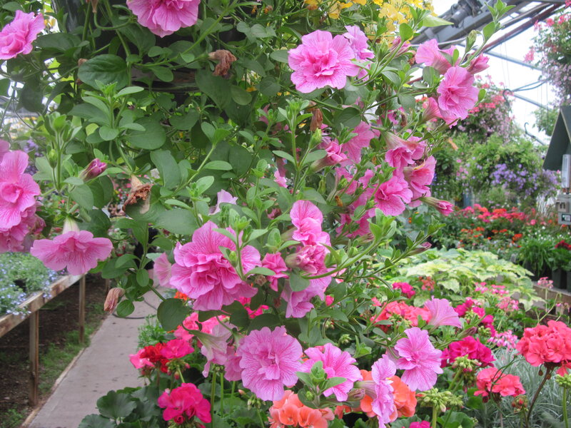 Pink Petunias in Hanging Basket — Lively