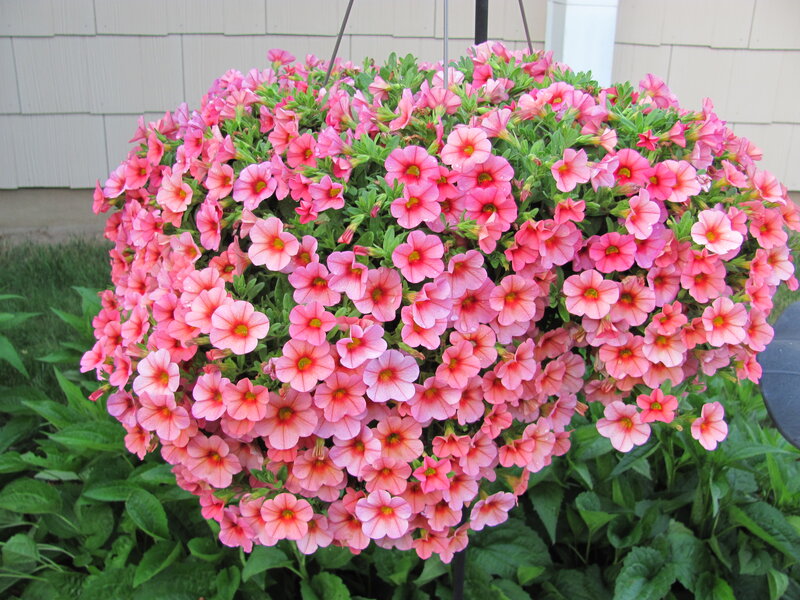 Pink Petunias in Hanging Basket