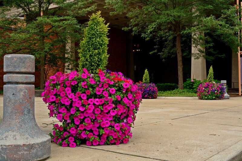 Pink Petunias in Planter — Calm