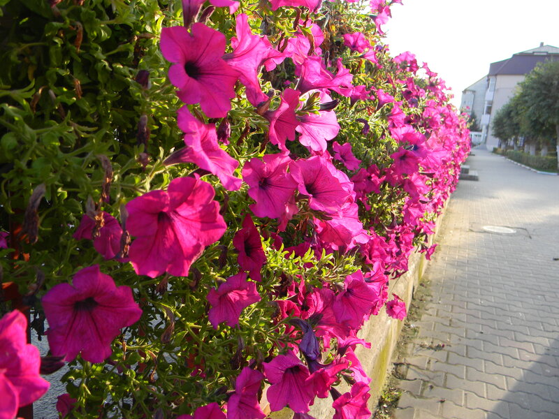 Pink Petunias in Planter — Magenta