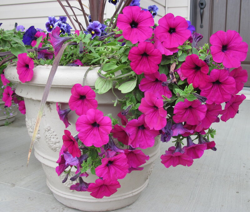 Pink Petunias in Planter