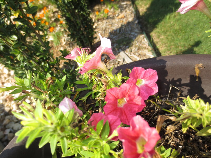 Pink Petunias in Pot — Calm
