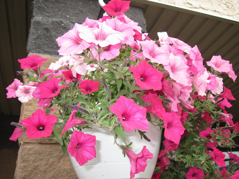 Pink Petunias in Pot