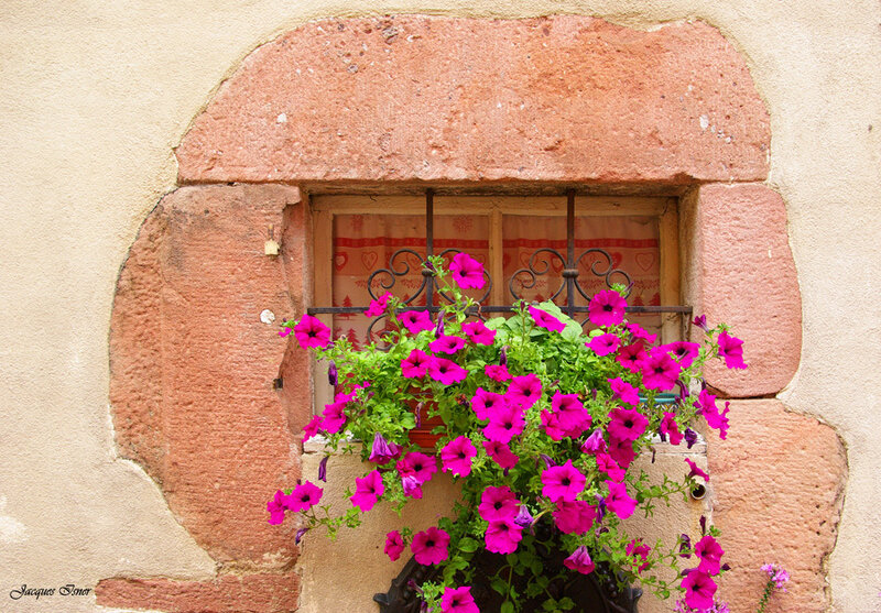 Pink Petunias in Window Box