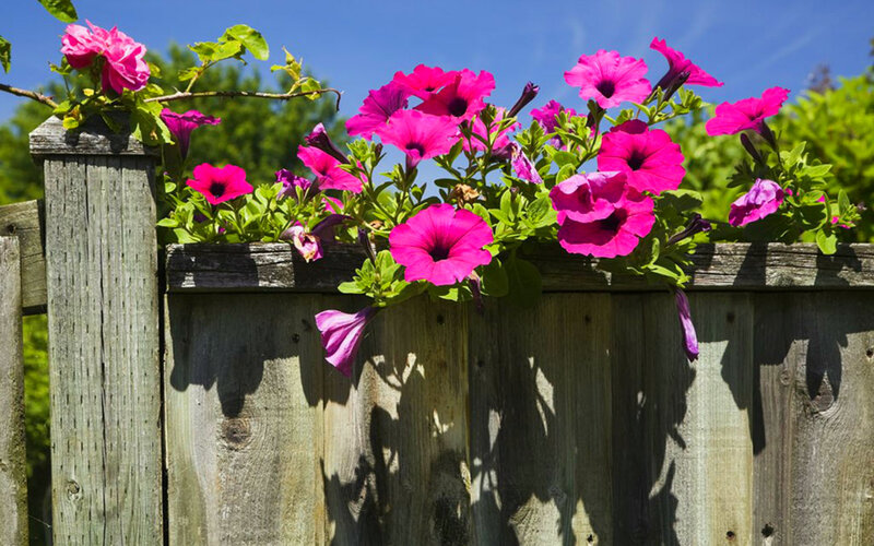 Pink Petunias on Fence