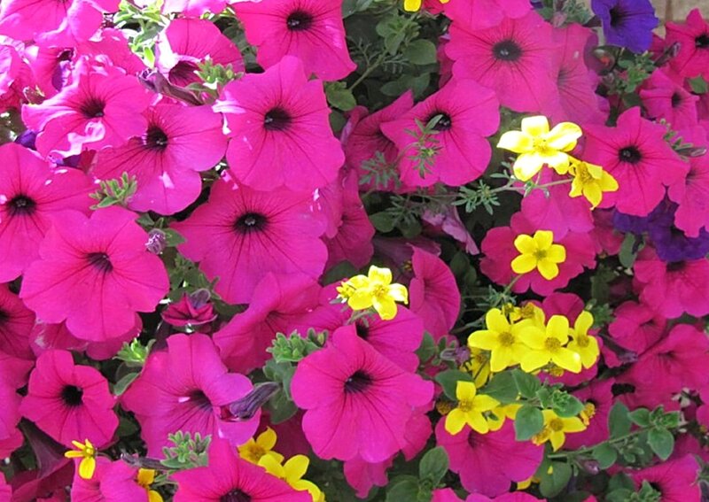 Pink Petunias with Yellow Flowers