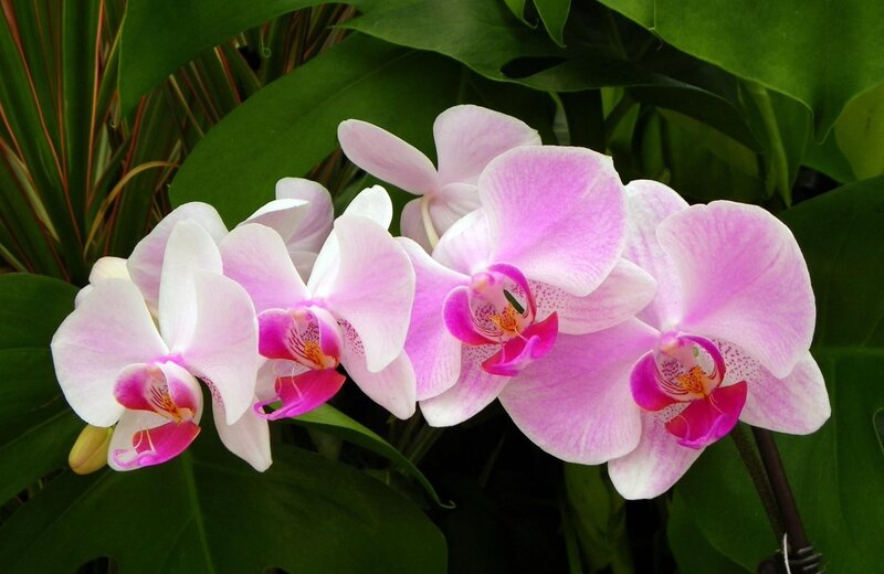 Pink Phalaenopsis Orchids — Calm