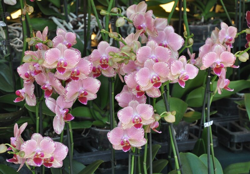 Pink Phalaenopsis Orchids