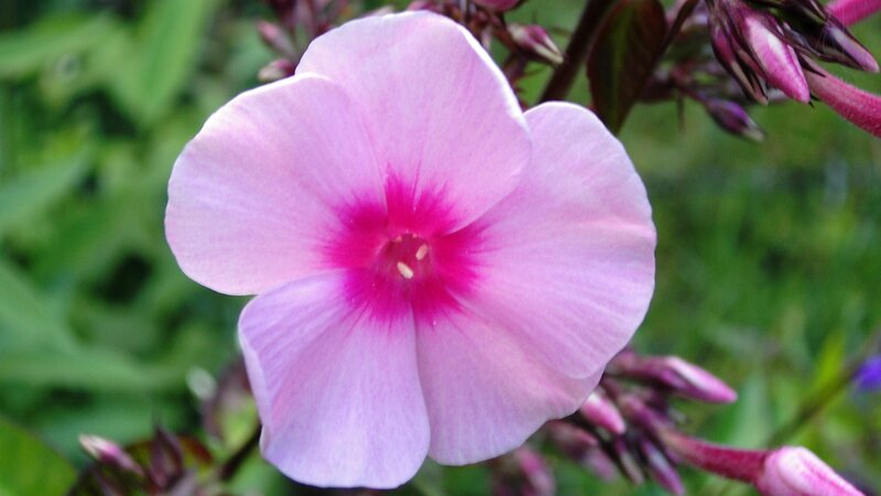 pink phlox flower close-up