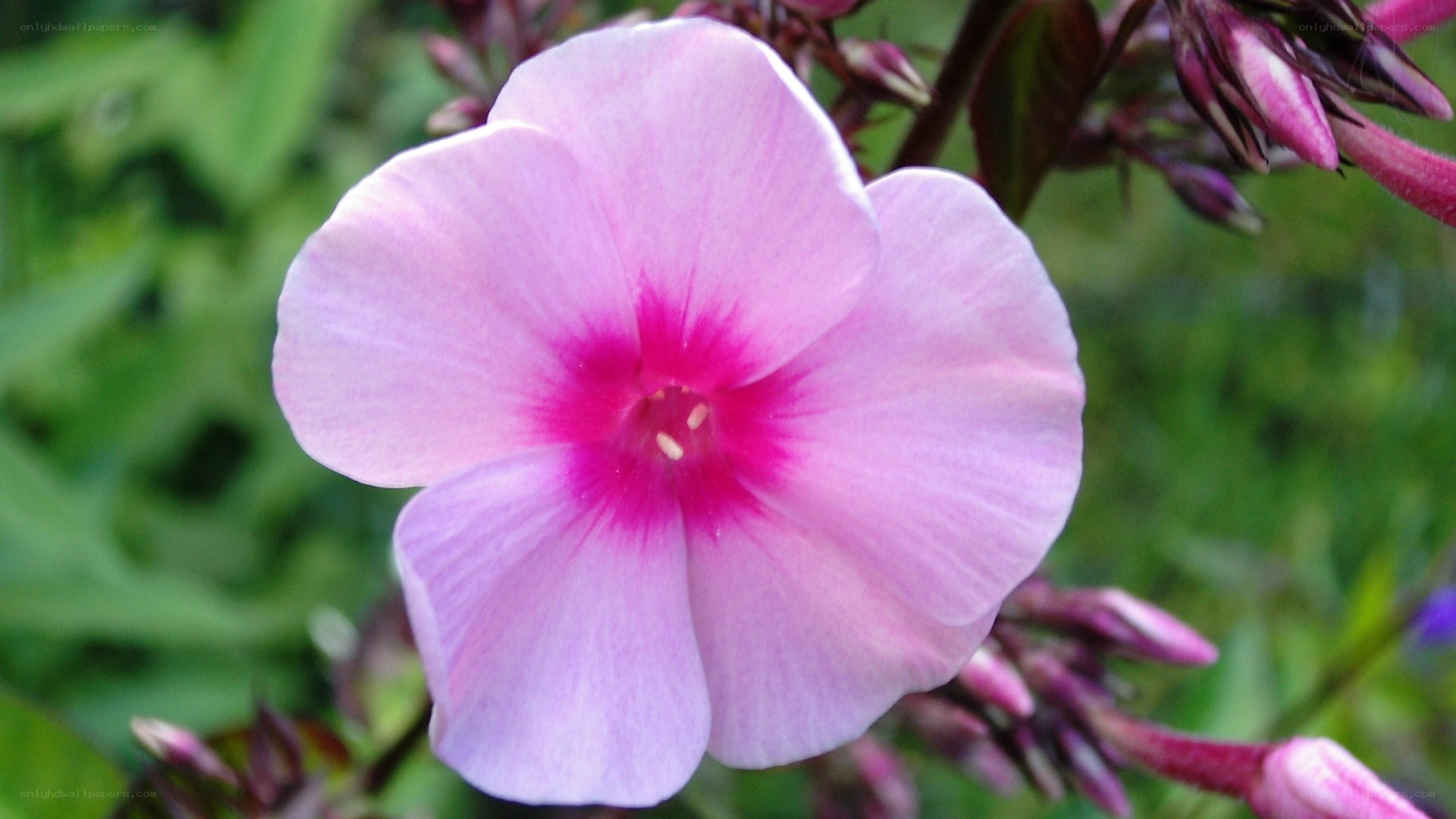 pink phlox flower close-up