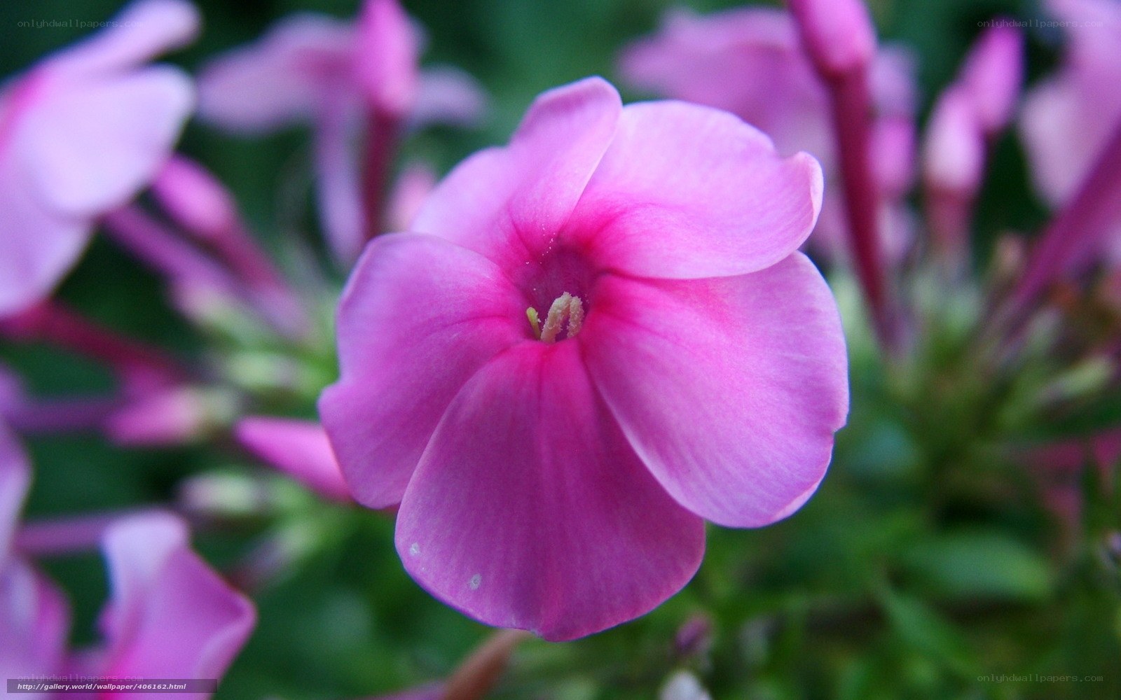 pink phlox flower close-up