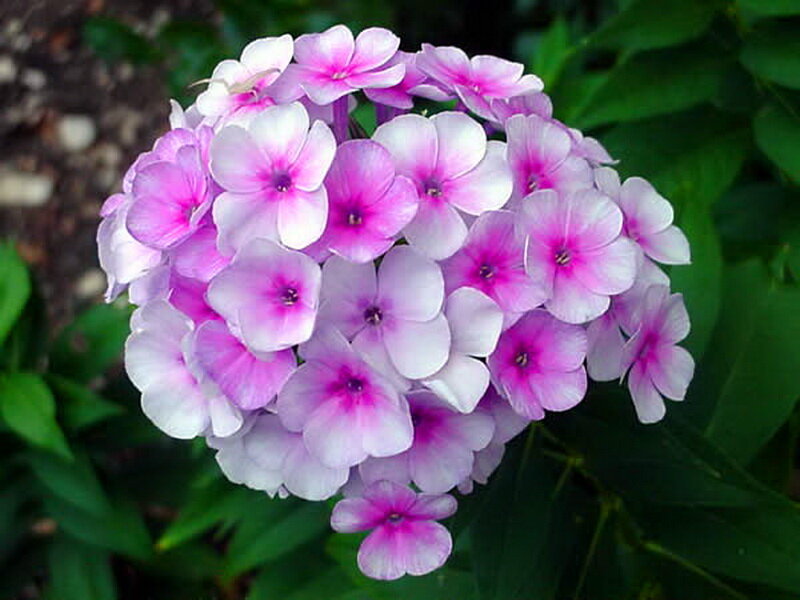 Pink Phlox Flower Cluster