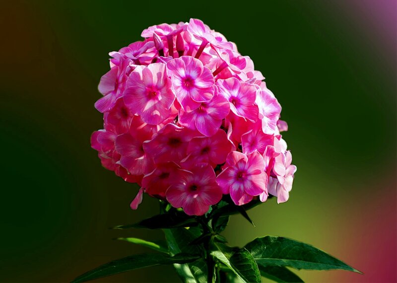 Pink Phlox Flower — Serene