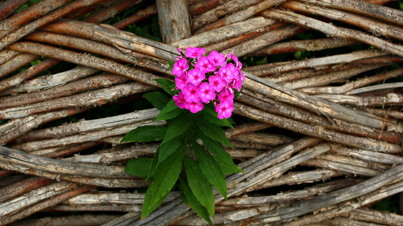 Pink Phlox Flower