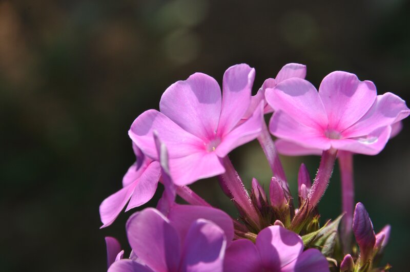 Pink Phlox Flowers — Calm, Afternoon, Photograph, Buds