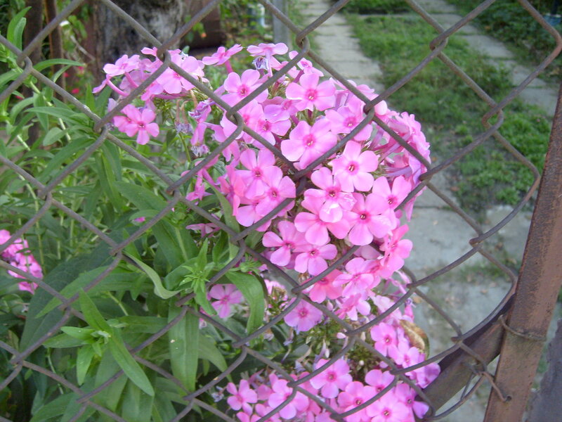 Pink Phlox Flowers — Calm, Afternoon