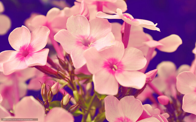 Pink Phlox Flowers — Calm, Photograph, Buds