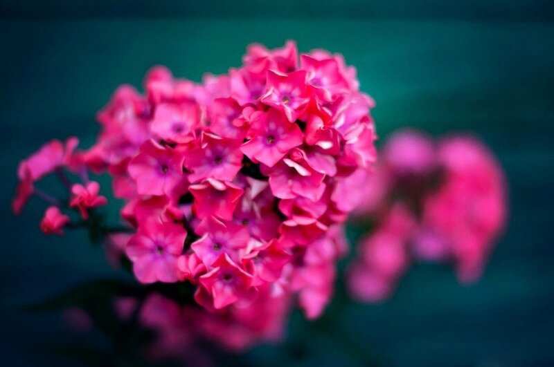Pink Phlox Flowers — Calm, Photograph, Green Background