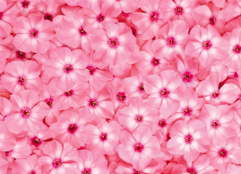 Pink Phlox Flowers — Calm, Photograph